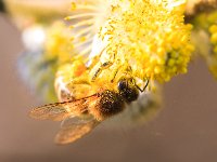 PE1D8234 : Biene, Blüte, Dachauer Moos, Frühling, Moos, Palmkätzchen, Weidebusch, _JAHRESZEIT, _LANDSCHAFTSFORMEN